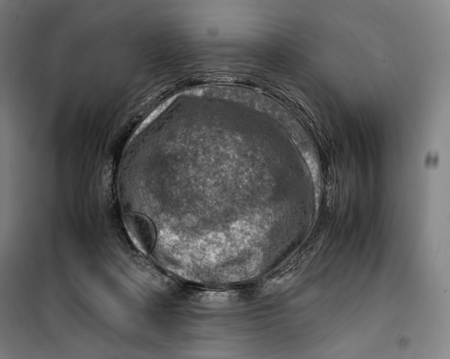 X0000099530314200806061438