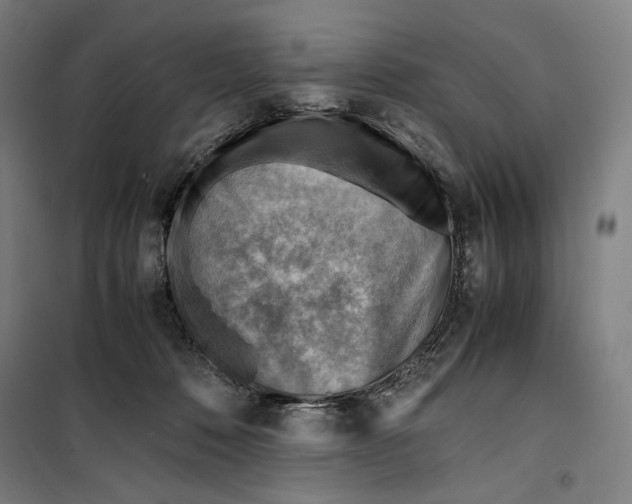 X0000099530320200806061437