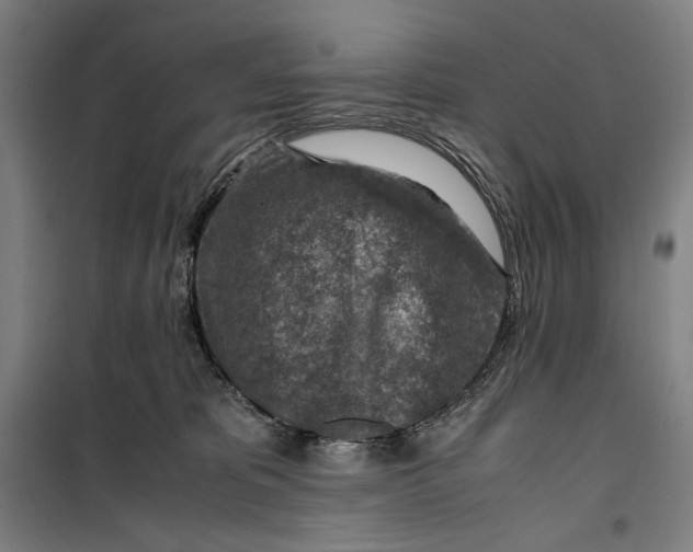 X0000099530325200806061437