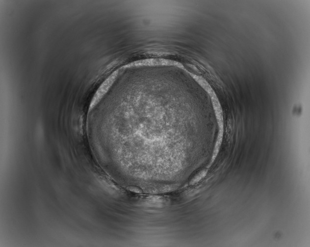 X0000099530330200806061437