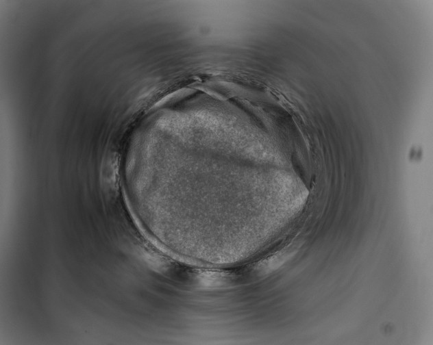 X0000099530336200806061437