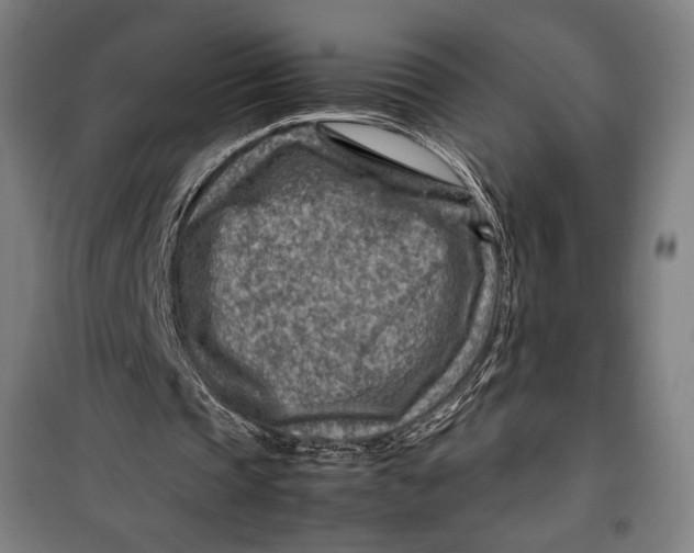 X0000099530337200806061436