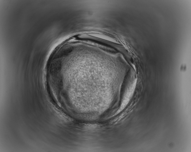 X0000099530342200806061437