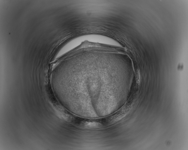 X0000099530360200806061437