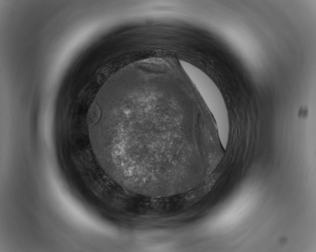 X0000099530383200806061437