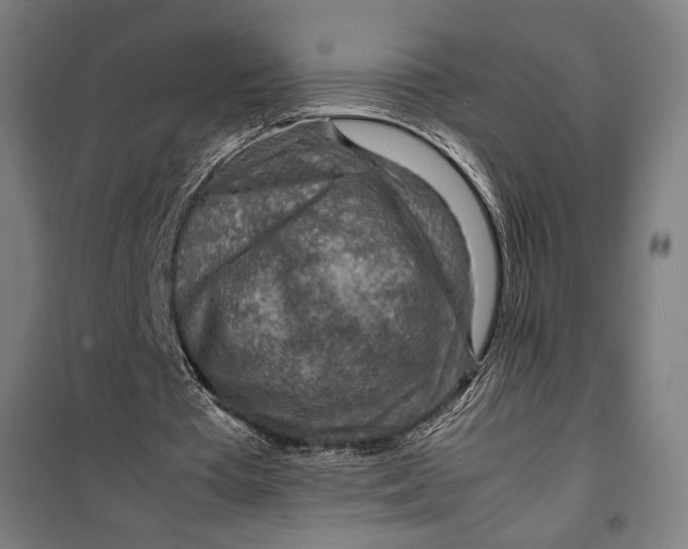 X0000099530385200806061436