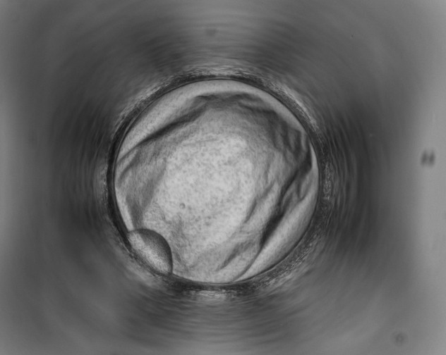 X0000099530394200806061436