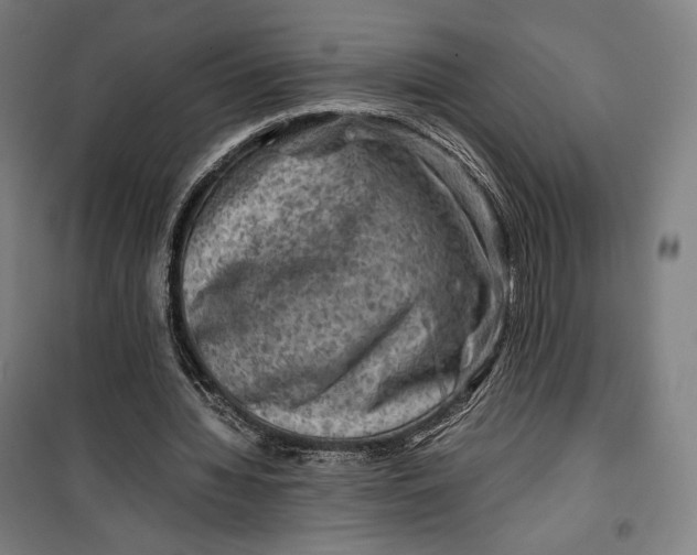 X0000099530436200806061435