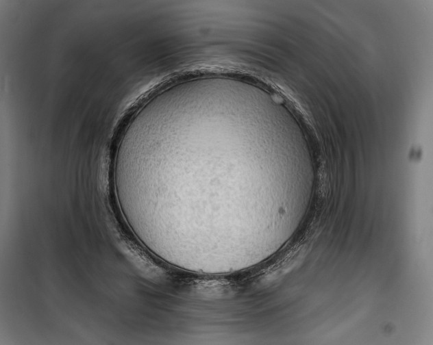 X0000099530446200806061435