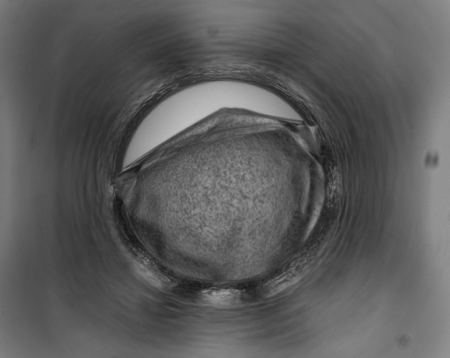 X0000099530452200806061435