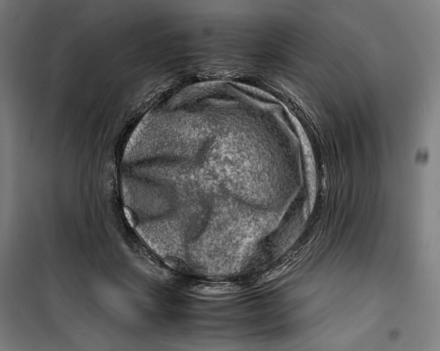 X0000099530459200806061435