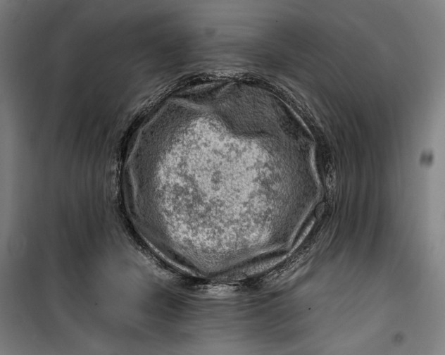 X0000099530462200806061435