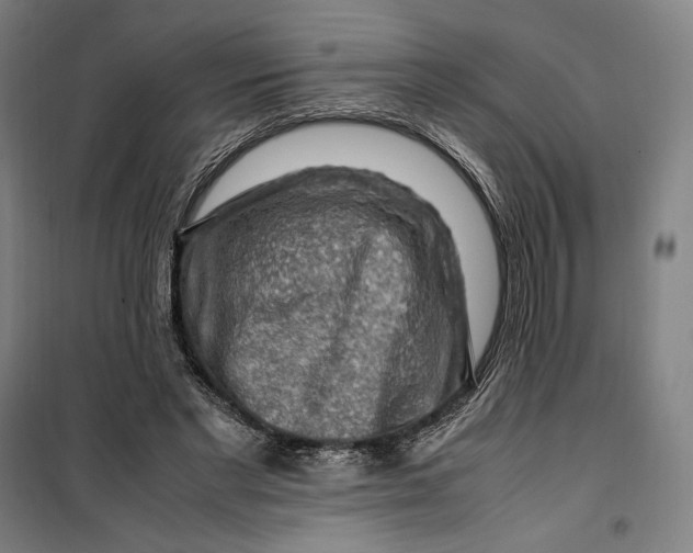 X0000099530493200806061435