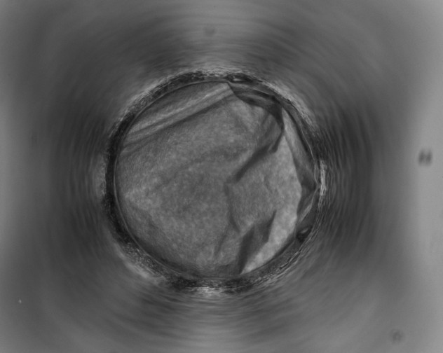 X0000099530496200806061435