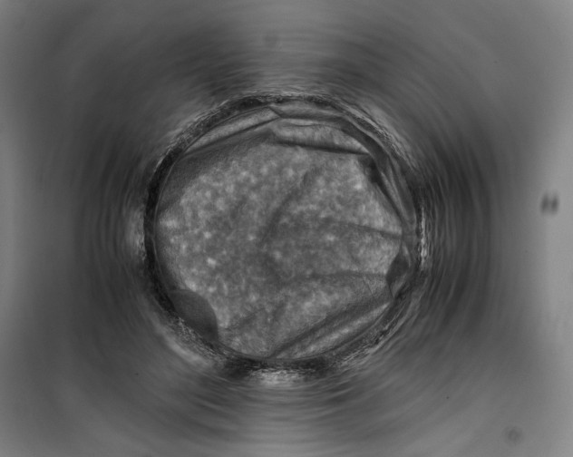 X0000099530500200806061435