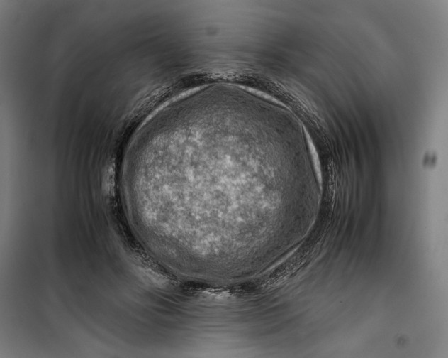 X0000099530502200806061435