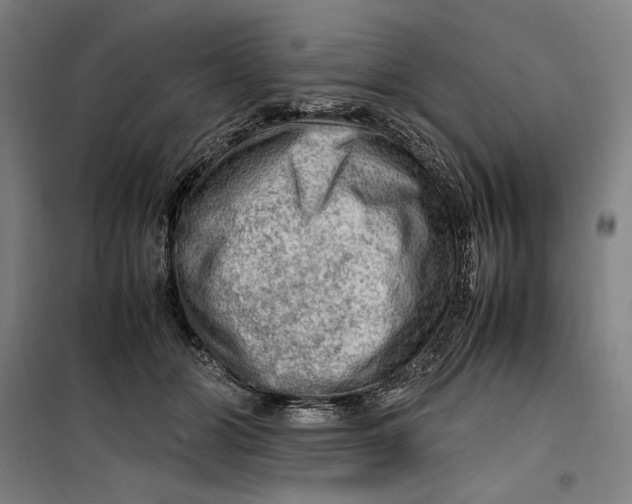 X0000099530510200806061435