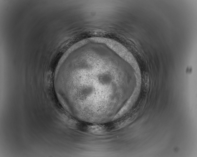 X0000099530511200806061435