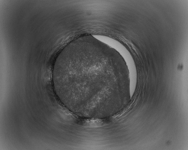 X0000099530517200806061434