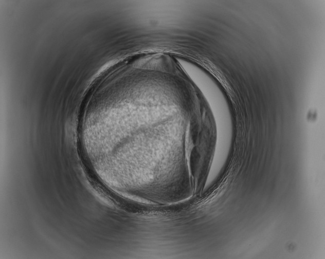 X0000099530530200806061434