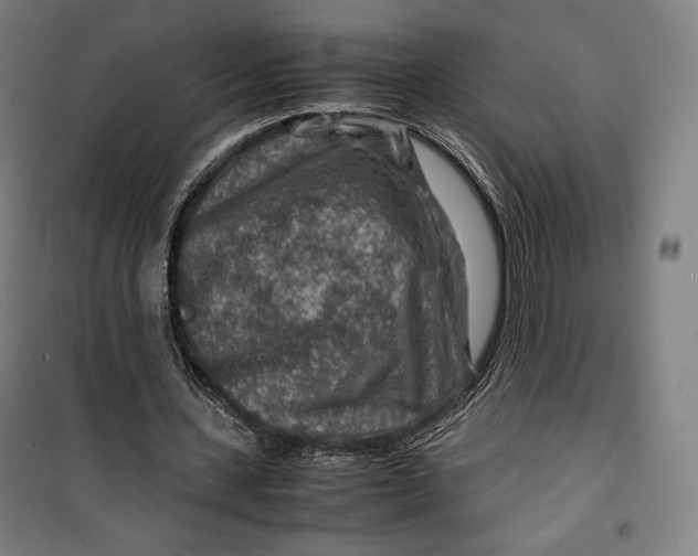 X0000099530531200806061434