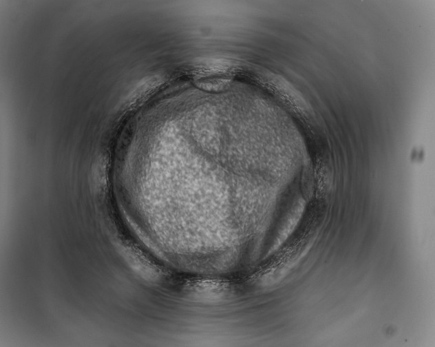 X0000099530546200806061434