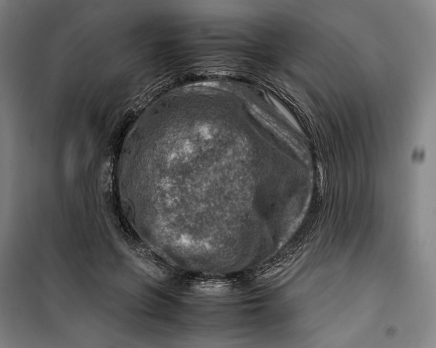 X0000099530551200806061434