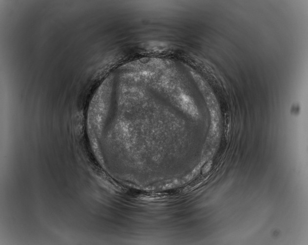 X0000099530563200806061434