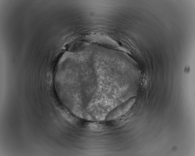 X0000099530568200806061434