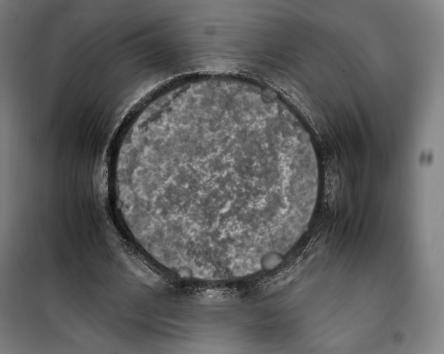 X0000099530584200806061433