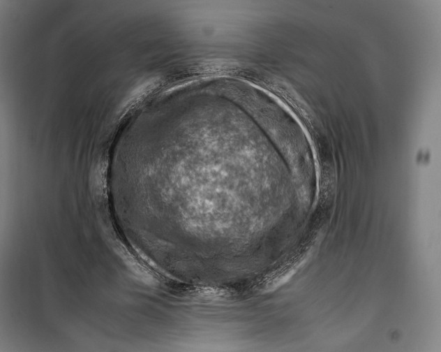 X0000099530585200806061433