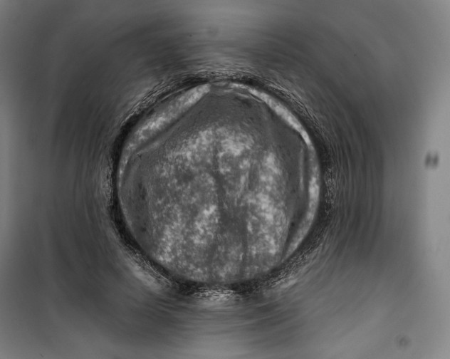 X0000099530642200806061432