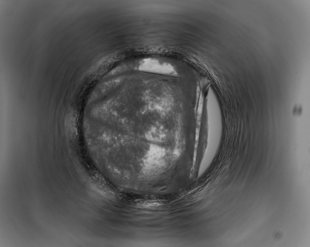 X0000099530643200806061432