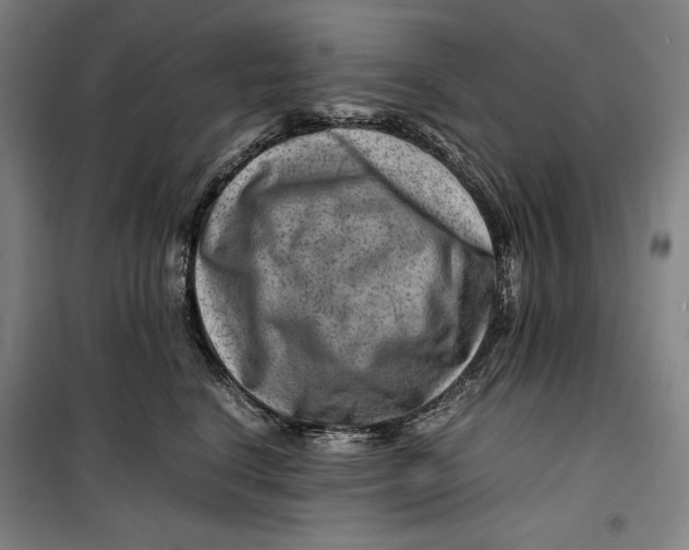 X0000099530664200806061433