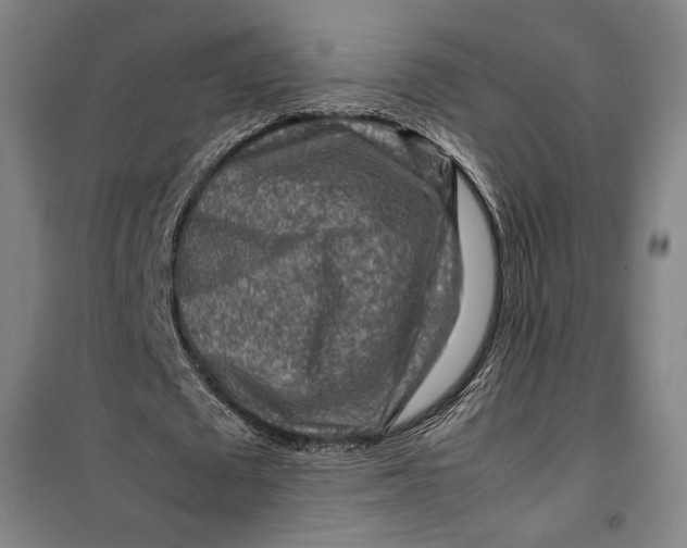 X0000099530673200806061432