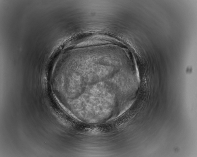 X0000099530688200806061432