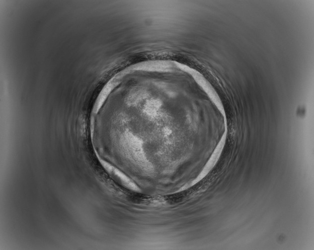 X0000099530715200806061431