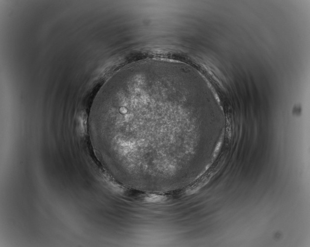 X0000099530718200806061431