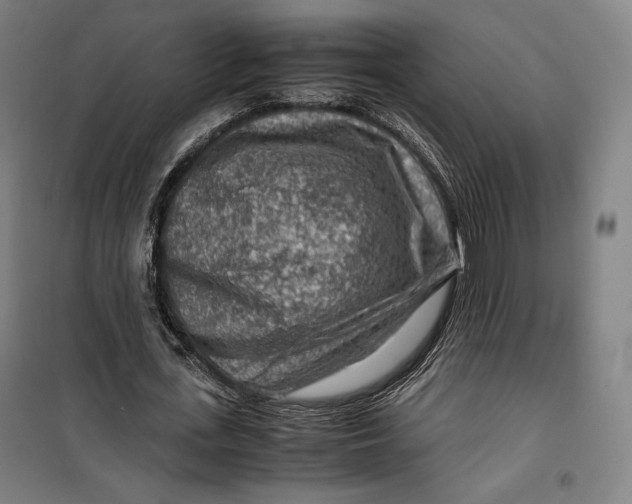 X0000099530723200806061431