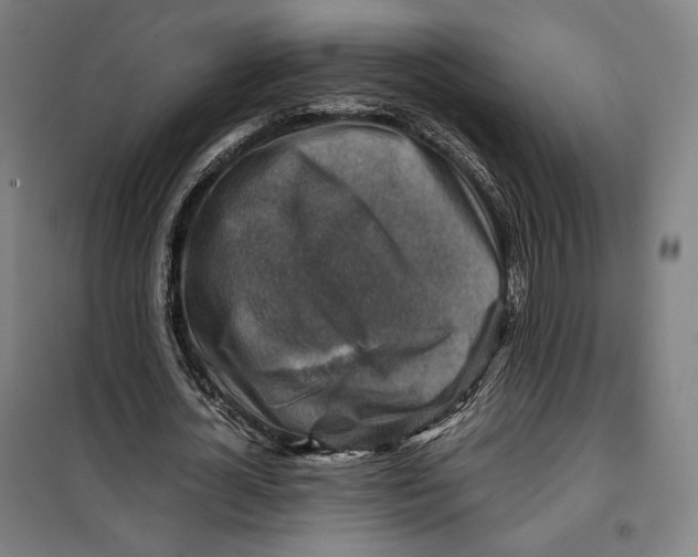 X0000099530724200806061431