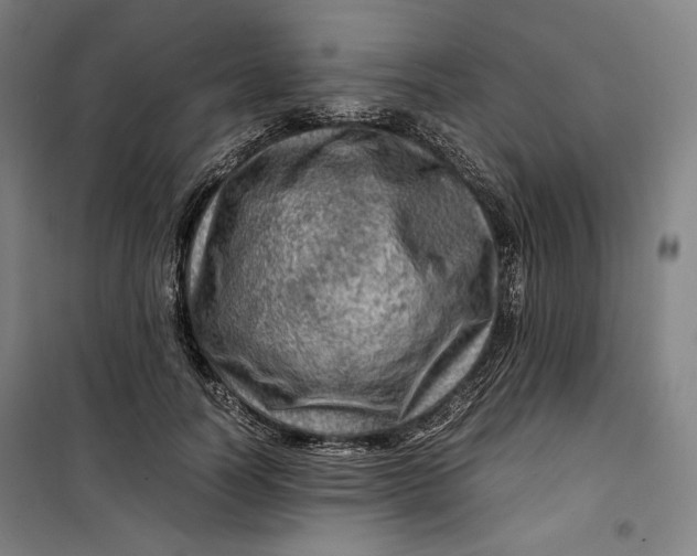 X0000099530746200806061431