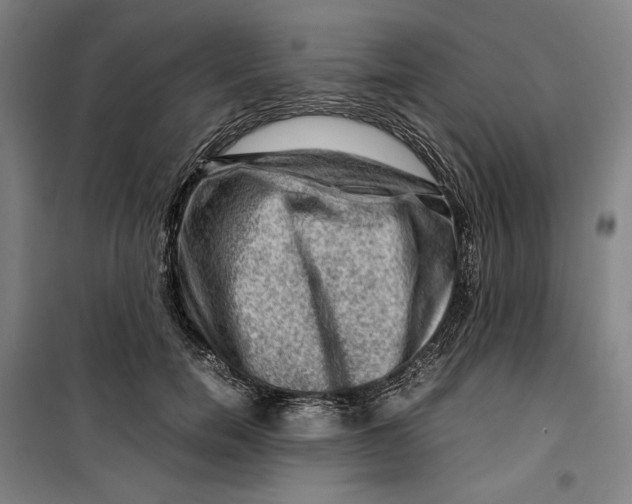 X0000099530750200806061431