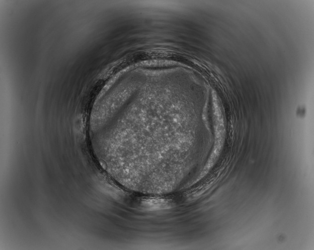 X0000099530759200806061431