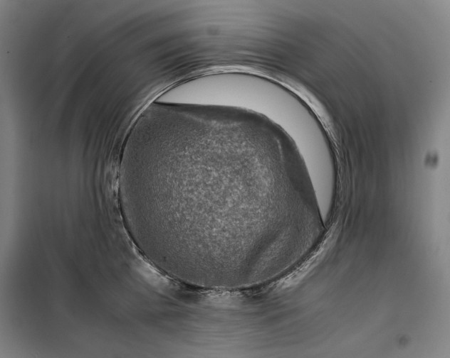 X0000099530809200806061430