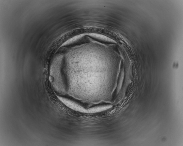 X0000099530821200806061429