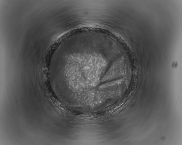 X0000099530822200806061429