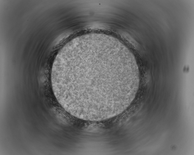 X0000099530824200806061429