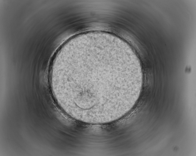 X0000099530828200806061429