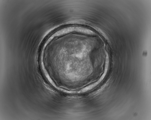 X0000099530830200806061429