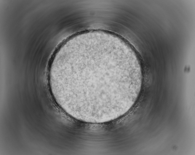 X0000099530832200806061429